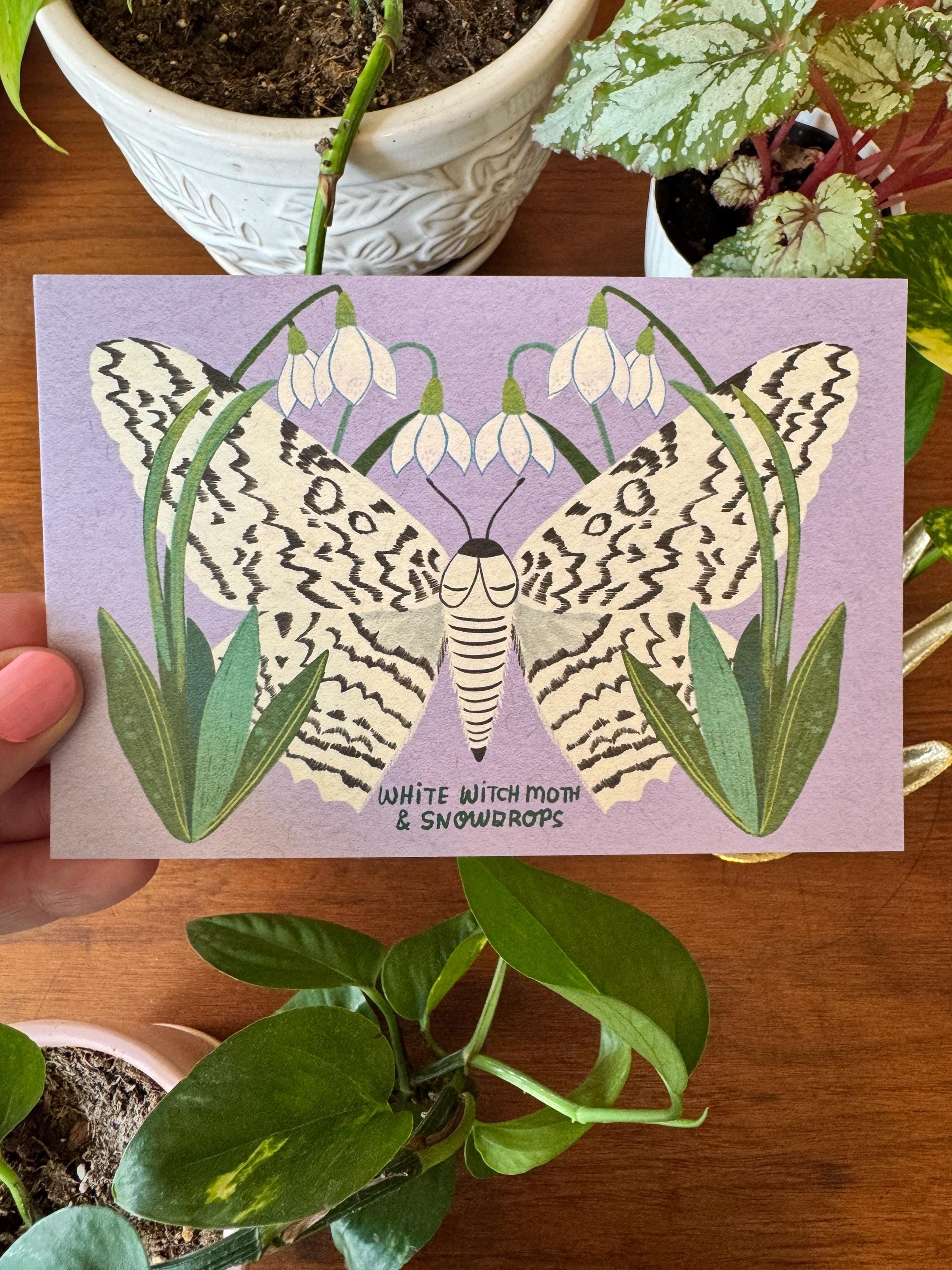 Moth and Flower Postcard Pack | Set of 10 | Hand Illustrated Insect Cards