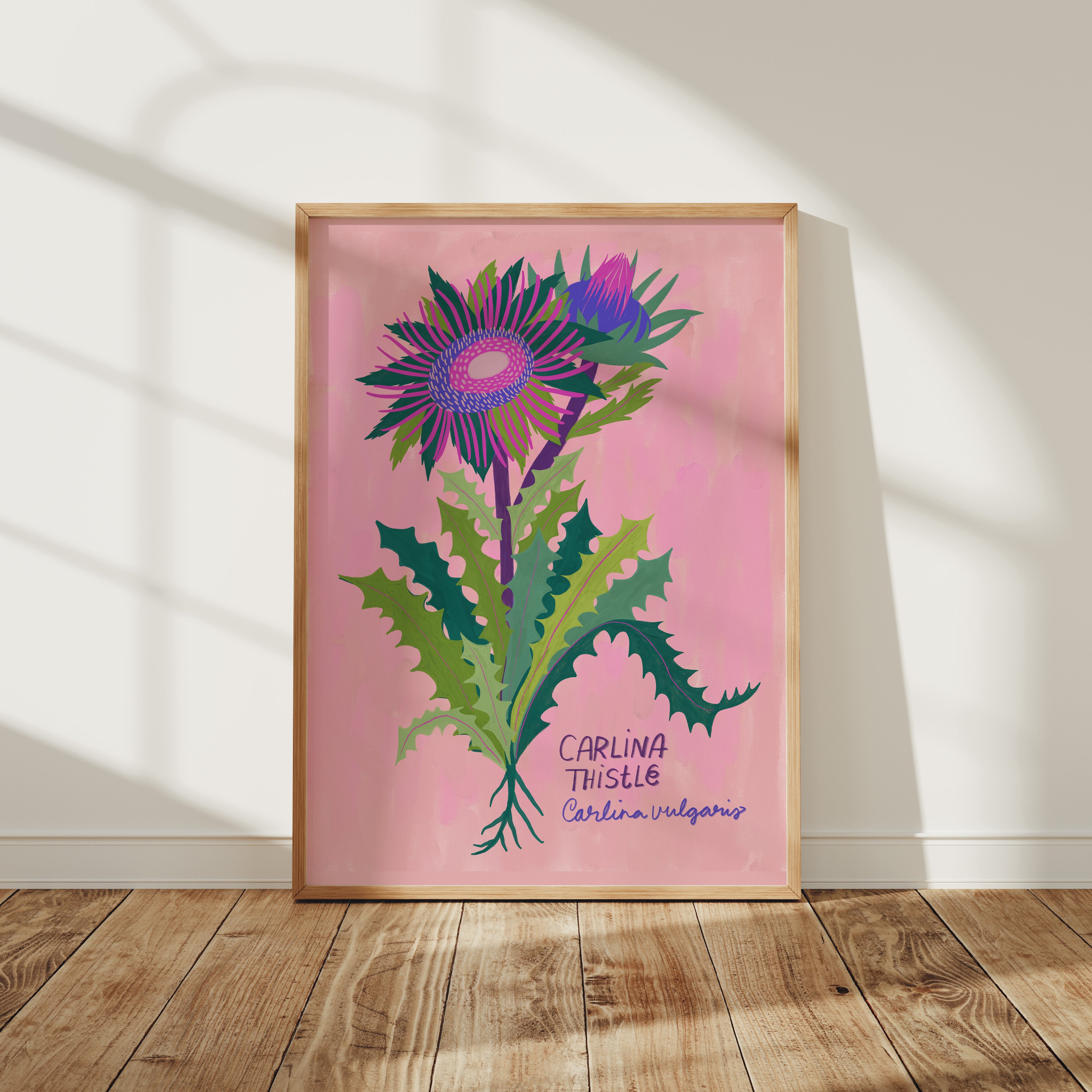 Carlina Thistle - Art Print