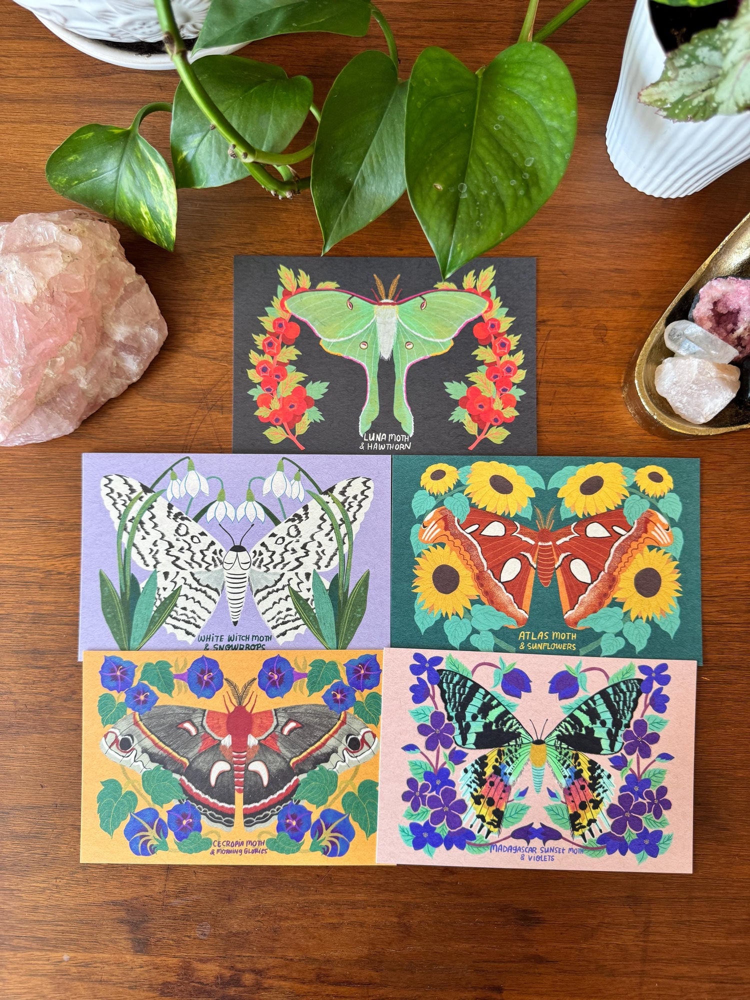 Moth and Flower Postcard Pack | Set of 10 | Hand Illustrated Insect Cards