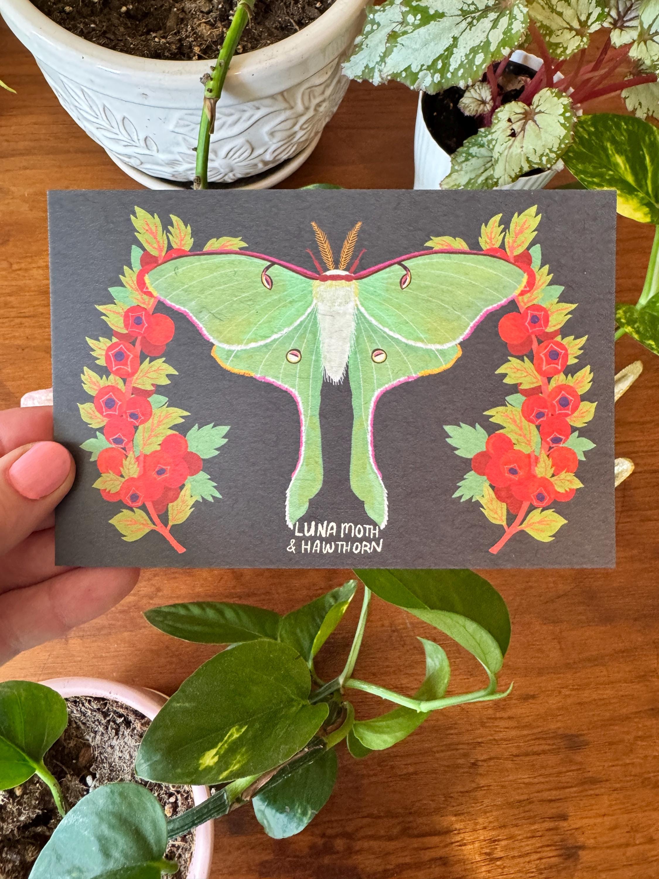 Moth and Flower Postcard Pack | Set of 10 | Hand Illustrated Insect Cards