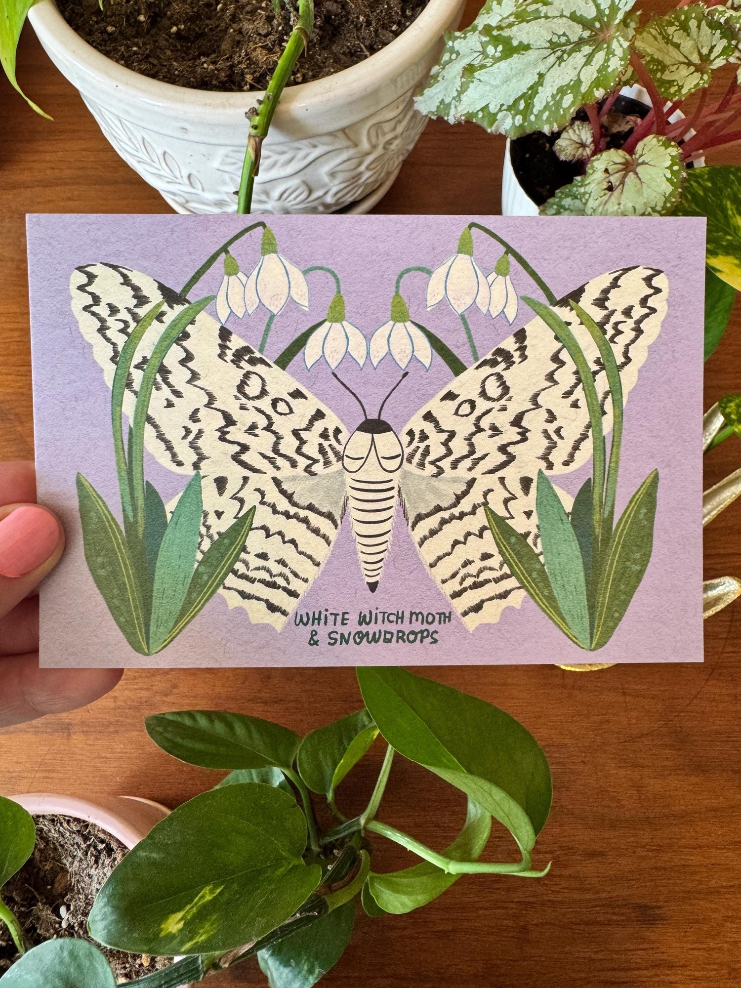 Moth and Flower Postcard Pack | Set of 10 | Hand Illustrated Insect Cards
