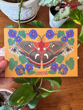 Moth and Flower Postcard Pack | Set of 10 | Hand Illustrated Insect Cards
