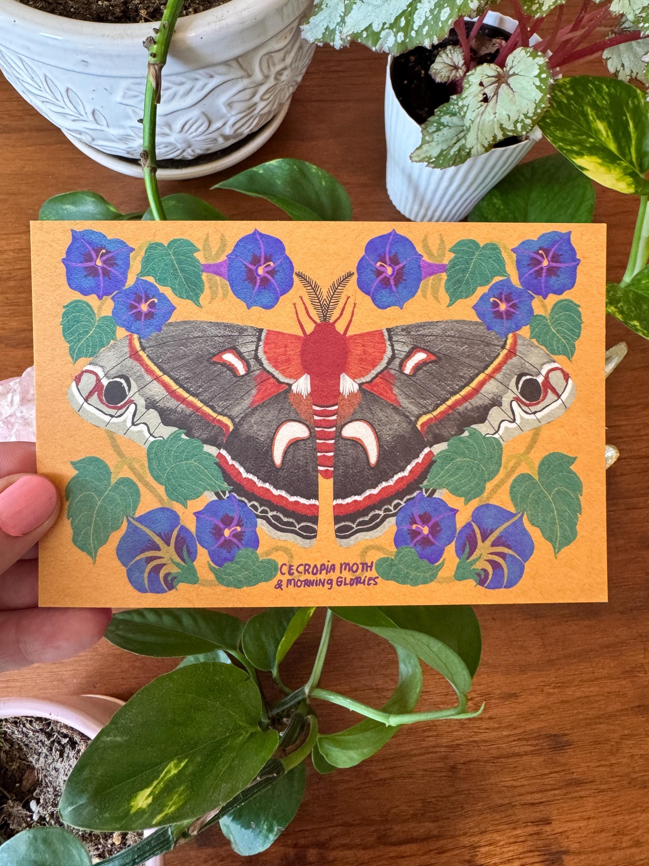 Moth and Flower Postcard Pack | Set of 10 | Hand Illustrated Insect Cards