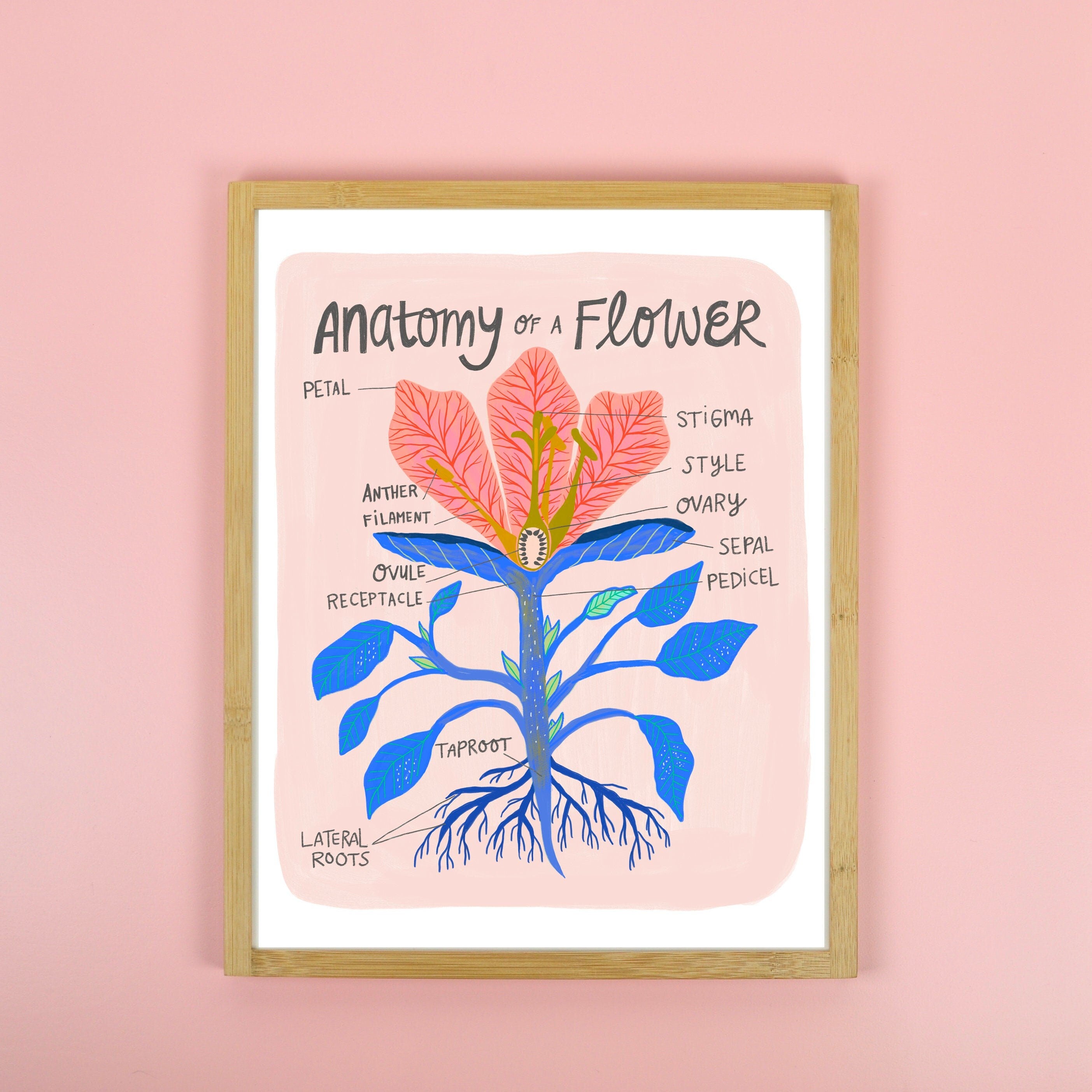 Plant Anatomy Scientific Chart - Art Print