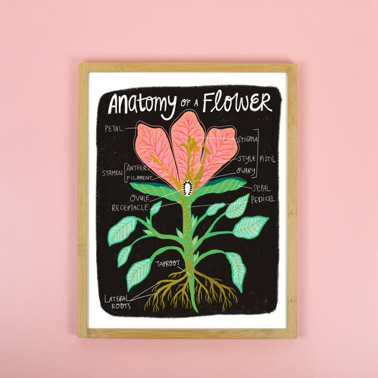 Flower Anatomy - Art Print