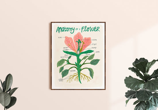 Plant Anatomy Scientific Chart - Art Print